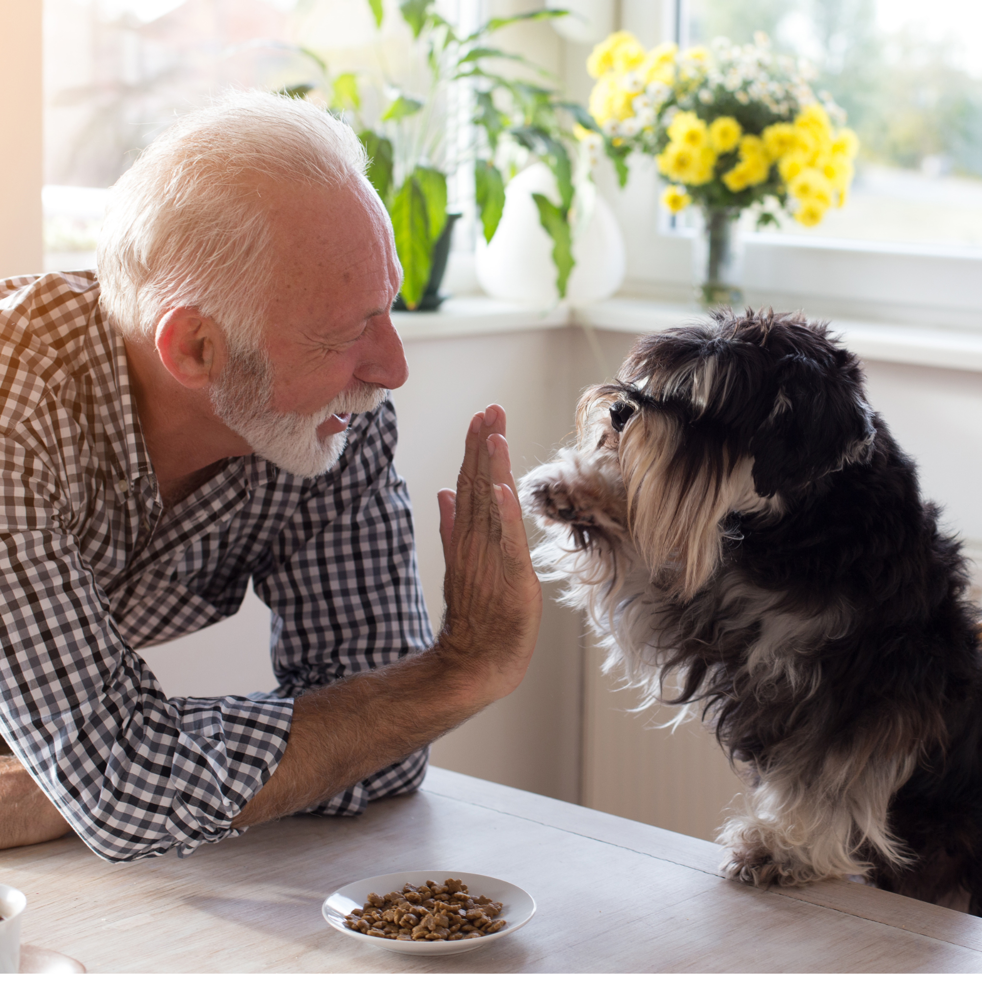 older man with white hair and a grey shaggy dog witting at a tbale and doing a high fie because they just learned about all the myths and facts about reverse mortgages
